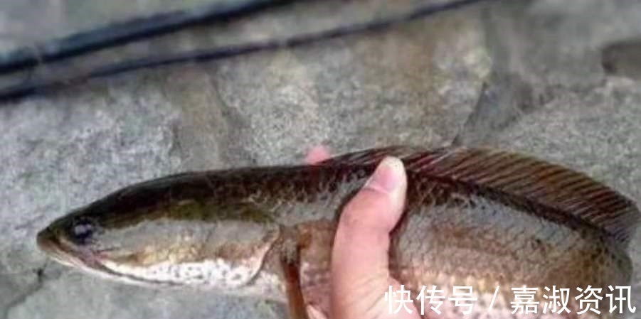 饵料|一时忘了告诉你,对付黑鱼我只需用这钓法,操作简单,遛鱼特过瘾