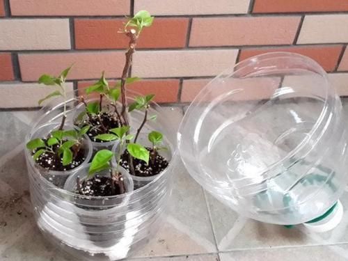 三角梅不好扦插，用1种简单方法，20天长满粗壮根