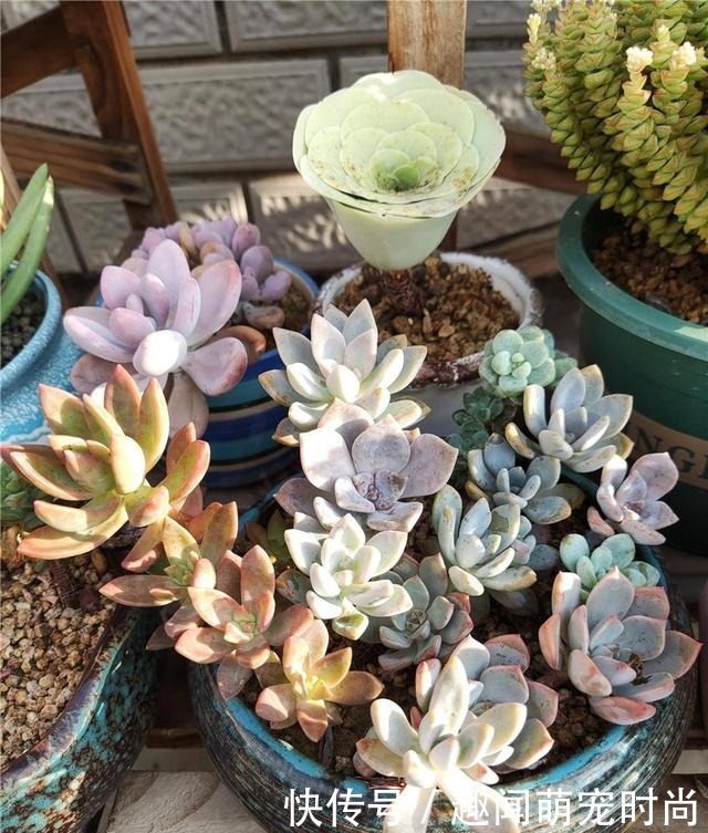 一个月没看的多肉,竟然让人腰酸背痛……