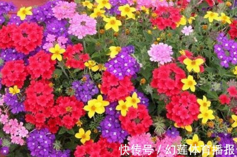 喜欢玫瑰,那就养“传统玫瑰”藤本小女孩,绚丽多姿,轻松爆盆!