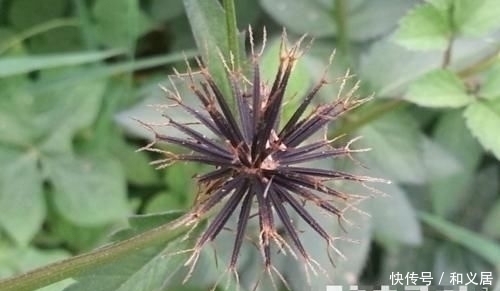 拔掉|因果实原因,常被拔掉,殊不知此为“鬼见愁”,极为珍贵