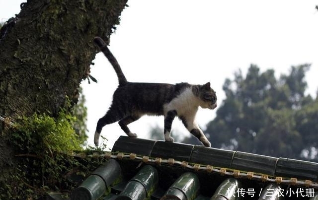 “猪来穷,狗来富,猫来头上顶白布”,说的啥意思?