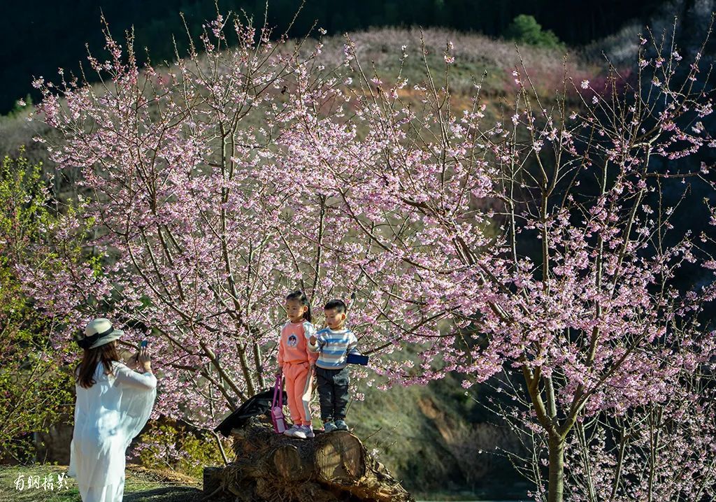 走起！赏花去~ 龙泉1300亩樱花谷等你发现，还有多个城区赏花点推荐