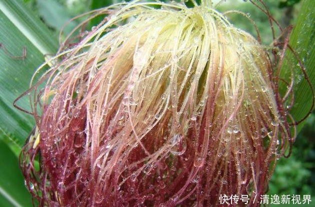 玉米须功效十分惊人,降压、降脂、降糖、还利