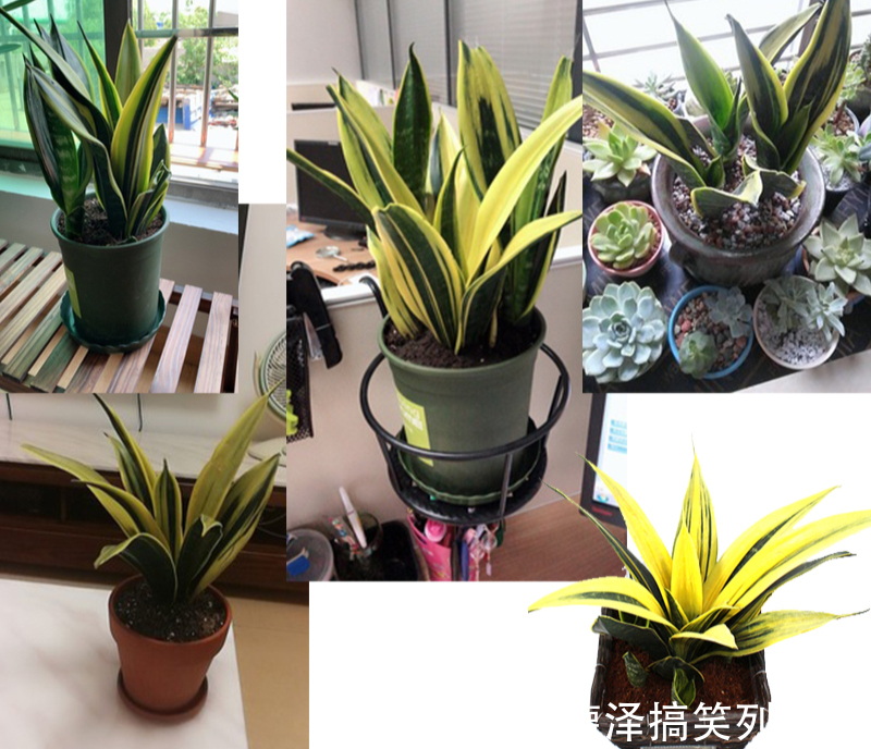 虎皮兰|九大“健康花”,建议大家养一盆,干净漂亮又吉祥