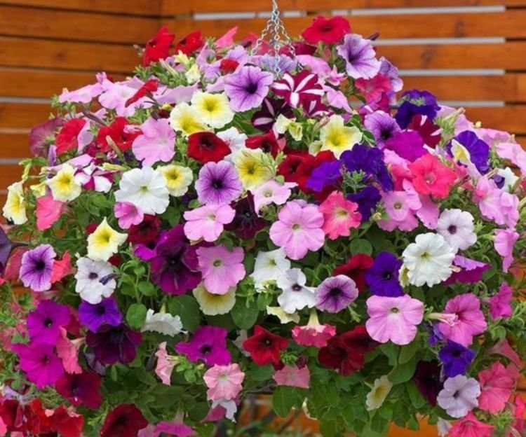 养花就养4种花，家里养一盆，开花就爆盆，不易生病好养护