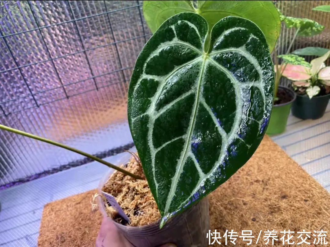 适合养在客厅的5种小众盆栽绿植,过完年后就可以考虑入手