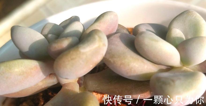 教你如何砍头繁殖多肉植物艾伦