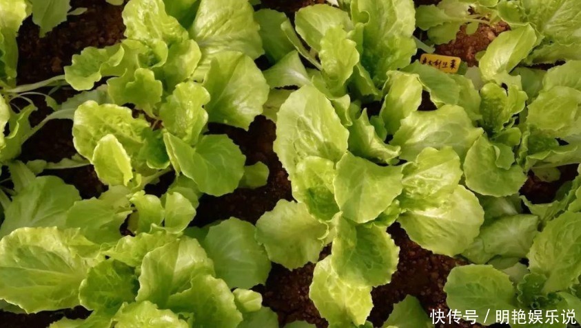 8种不易生虫的蔬菜,不打药照样长的好,家里不缺放心菜了