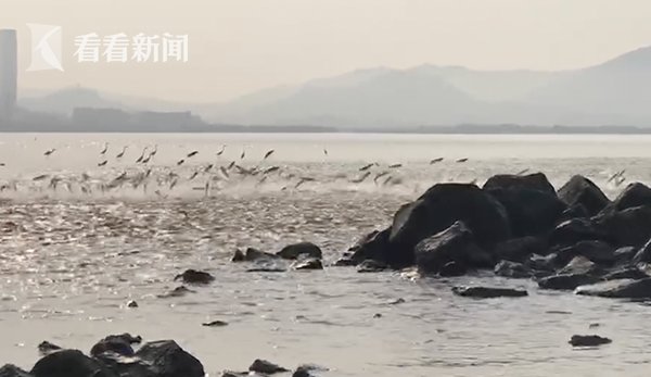 深圳湾数百头乌头鱼“踏浪而舞” 游客惊呼好玩