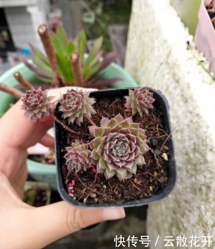 免费的多肉,总是活得特别好