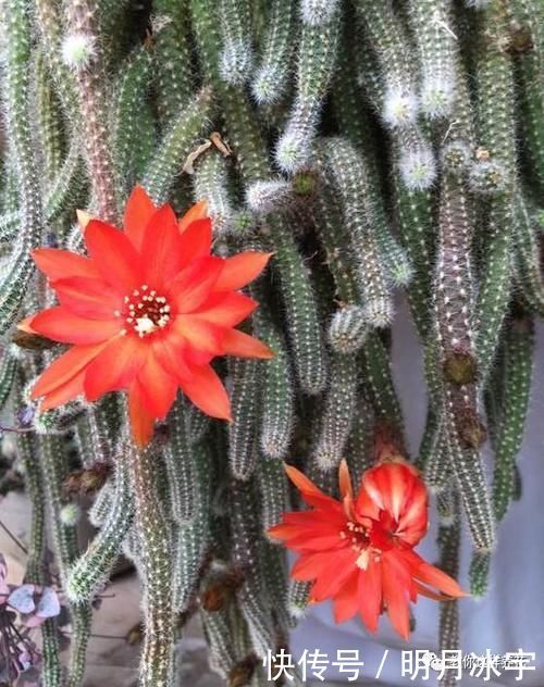 3种花儿“死不了”,花期特别长,一开几个月,是盆栽佳品!