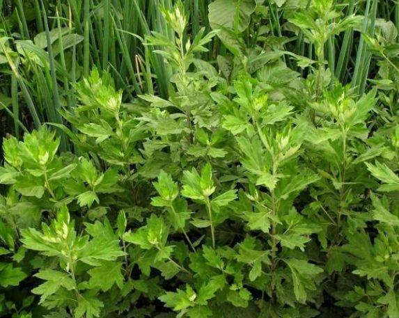 白蒿|会吃的人最健康，常吃3种食物，补充营养，强身补肾，好处多多