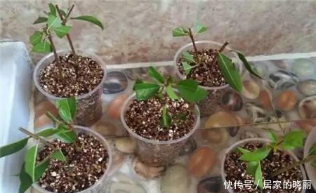 成活率|2种漂亮花，别再花钱买，去邻居家剪个枝，插土里易成活！