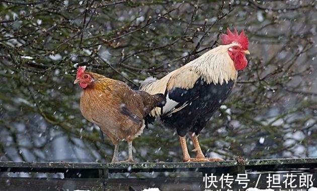 翻盘|未来三个月，属鸡的朋友会有好机缘，抓住机会能够翻盘