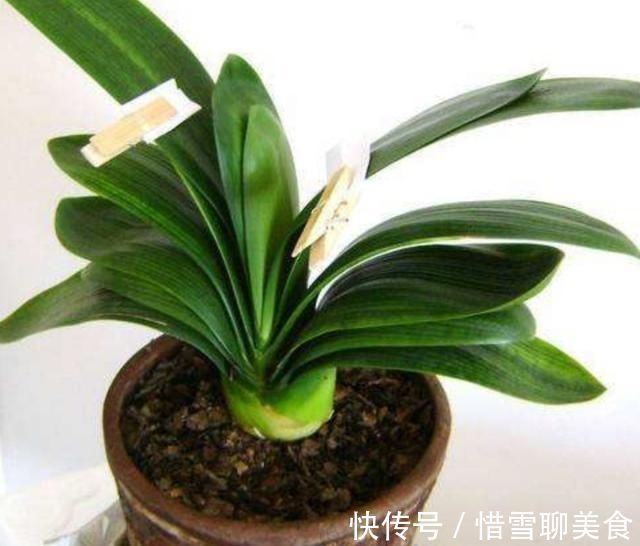 叶子|君子兰叶子长歪,教你3种方法纠正,株形整齐才更美观