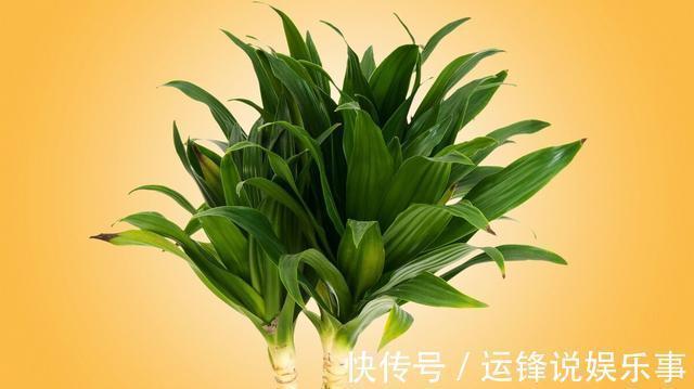 植物|4种植物挺着“大肚子”，摆在客厅，不但寓意好，而且耐旱好养