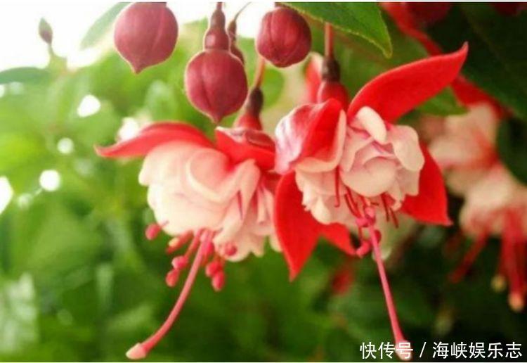 4种福运花,自带福气好养活,浇水就疯长,开花爆盆很容易