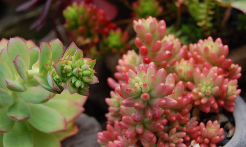 降温|休眠中的多肉,遇上高温天,想“保命”就得落实此4点