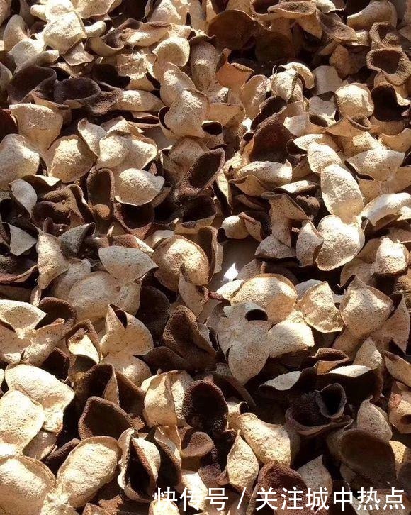 橘子皮晒一晒，养花用地上，有3大好处，解决一切养花难题！