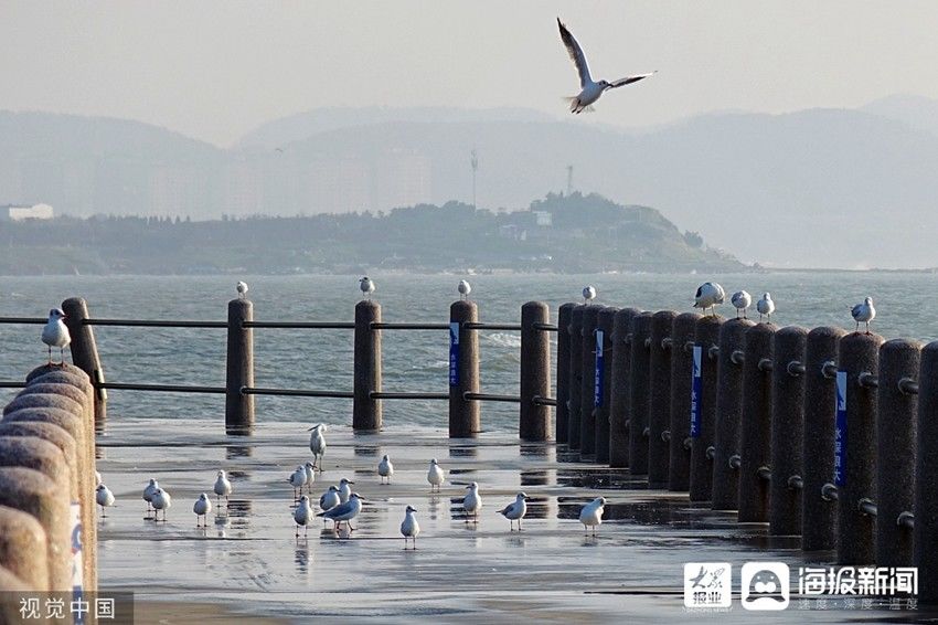 青岛|青岛：红嘴鸥海滨聚集 成秋日一景