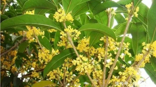 桂花扦插,没那么难!路边折一段,30天成桂花盆栽,能观赏能泡茶!