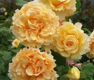 推荐6款波浪边月季,又香又勤花,新手也会养,值得拥有