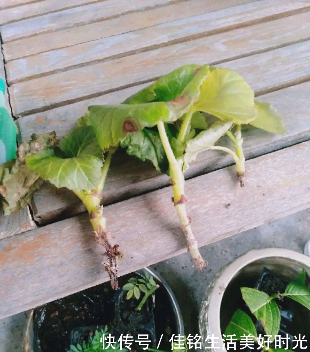  8种花夏天太容易死，现在赶紧扦插，死了也不心疼