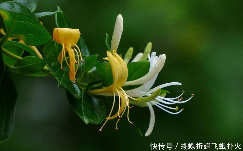 在家这样养金银花,让花朵轻松开满枝头,再也不用花钱买了