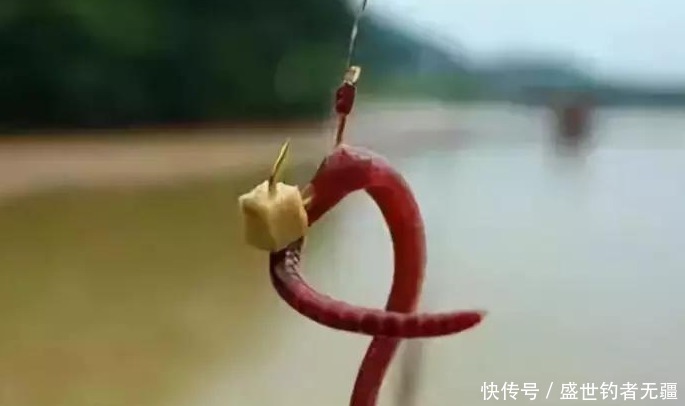 蚯蚓的三种挂钩方法,针对不同鱼情你真的用对了吗?——盛世三渔