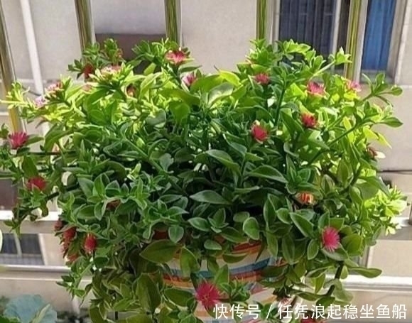 疯长的牡丹吊兰,直接扦插在花盆里就能爆满盆,长成一盘菜