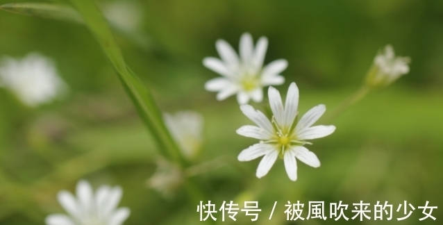 春节后越养越旺,多养不厌的福运花,寓意福寿安康,赶快养起来吧