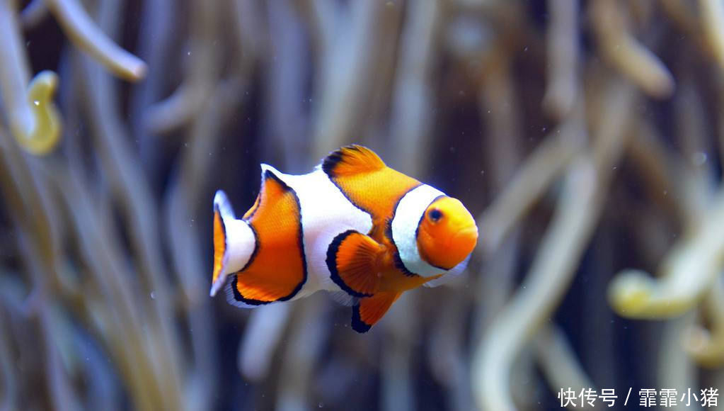 最亮|最亮的颜色的鱼外表很漂亮,受到人们的喜爱