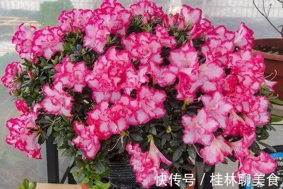 4种花身材不大，花量却怪“吓人”，深秋花开一大片，美翻了