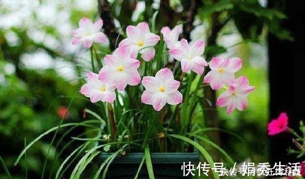 这3种花不开花像野草，很多人都以为是野韭菜，开花后令人惊喜