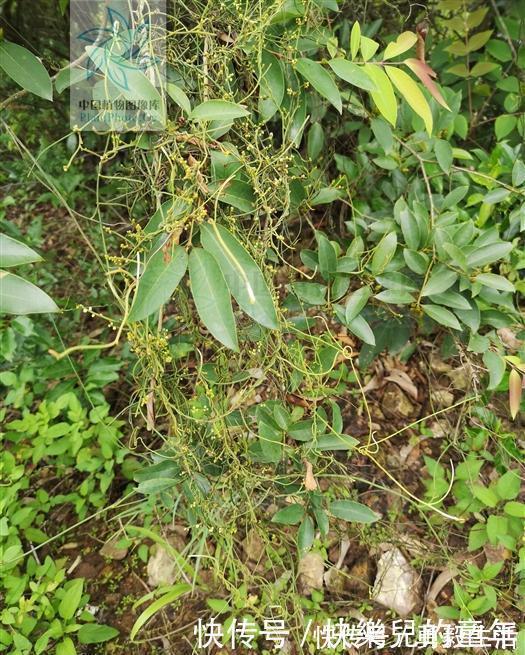 无根藤,见过吗?内治泌尿系结石、肾炎水肿;外用治皮肤湿疹