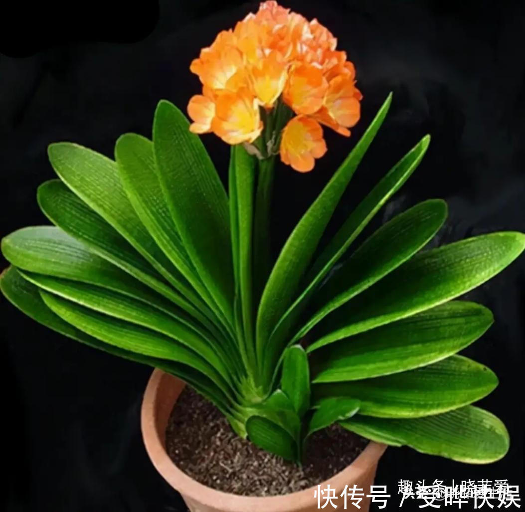 新根|4种“吉利花”,被水浇死了不要扔,简单处理又能长满盆