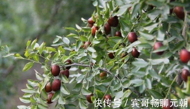 黄土高原|黄土山坡上的野果,果子小能生吃能泡茶,酸甜吃一口就停不下来!