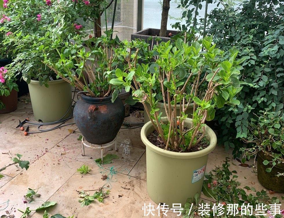 养花|夏季养花,记住8个字,轻松度夏,枝叶翠绿健壮生长