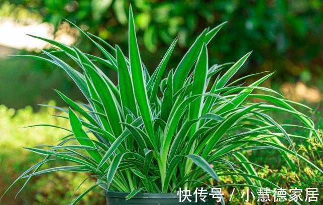 剪口|吊兰长得杂乱无章，偷偷教你一招，叶片油绿宽大，枝繁叶茂