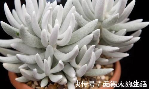 养护|6款白色系多肉，高雅纯净养护简单，仙气十足谁见了都夸美！