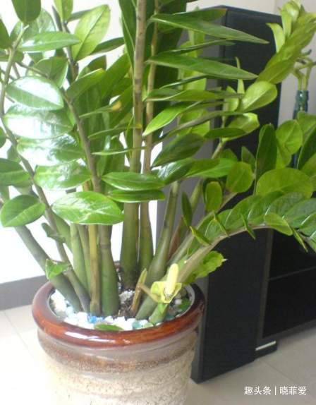 寓意|6种植物,花开富贵“好兆头”,能养开花是“高手”,你家有吗