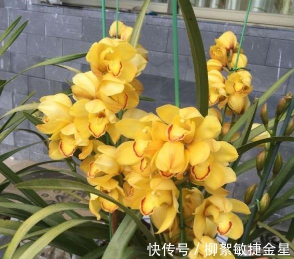 回家|现在逛花市遇到这五种花,转头就走不要买!买回家也养不活!