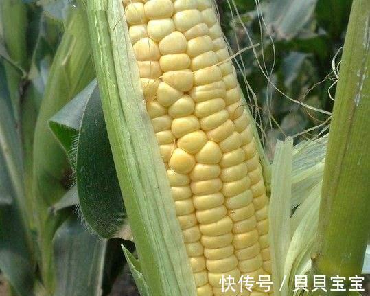 鱼饵|玉米正是鲜嫩的时候也是用来钓草鱼的最佳季节嫩玉米钓草鱼技巧