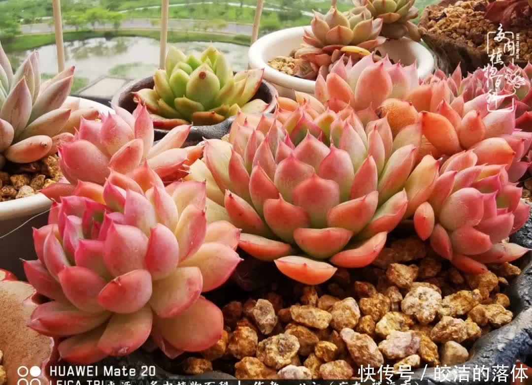 肉肉|与多肉的相遇,就是一场治愈之旅