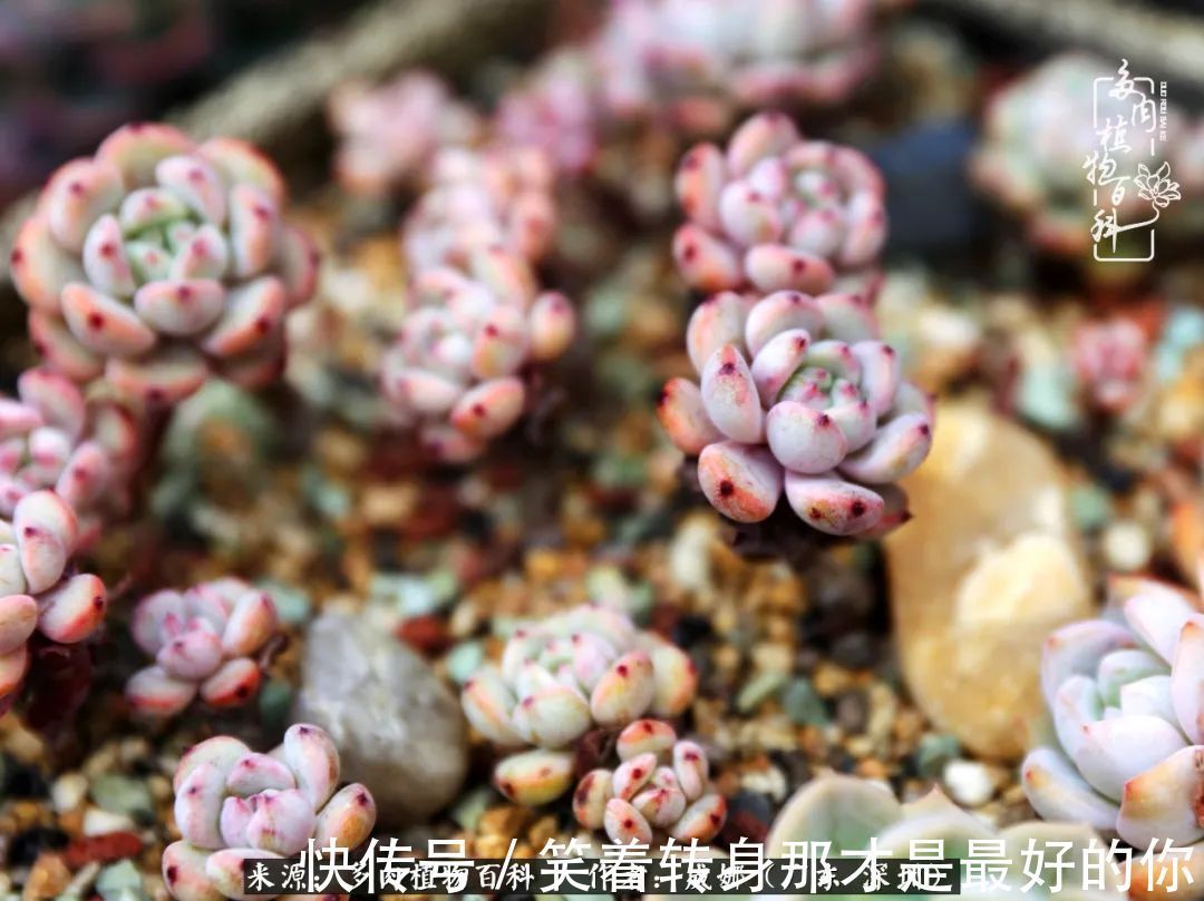 曾经的美肉,谢谢你们都惊艳过时光,谢谢你们都陪过我!