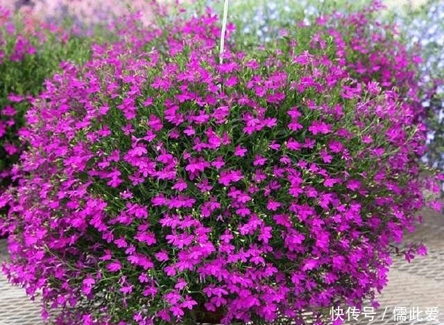 栽培|这个花比绿萝还好养,扔土里就能活,四季开花爆盆,夏季养花选它