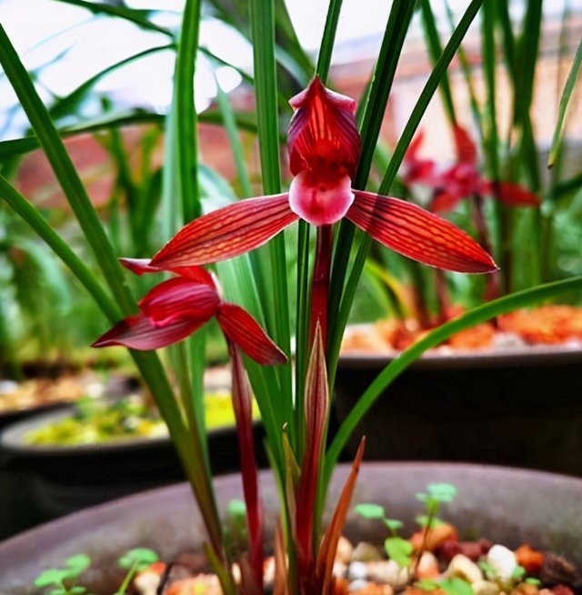 花香|这种兰花香气扑鼻,一杆双花,姿态优美,新手照样能养好