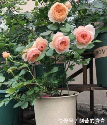 不要认为月季皮实,其实它有“四怕”,稍微不注意就会黄叶死掉