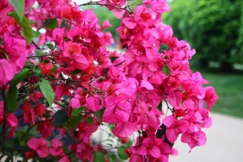 3月了，给“三角梅”剪几刀，现在狠心剪，4月开花爆